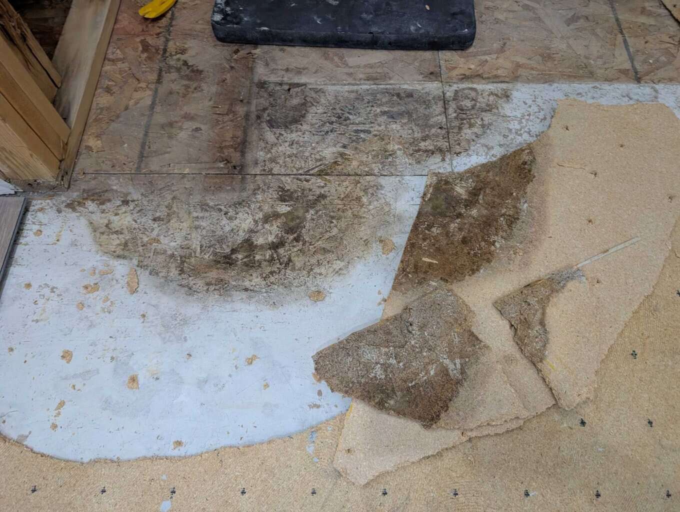 More mold found after mold mitigation